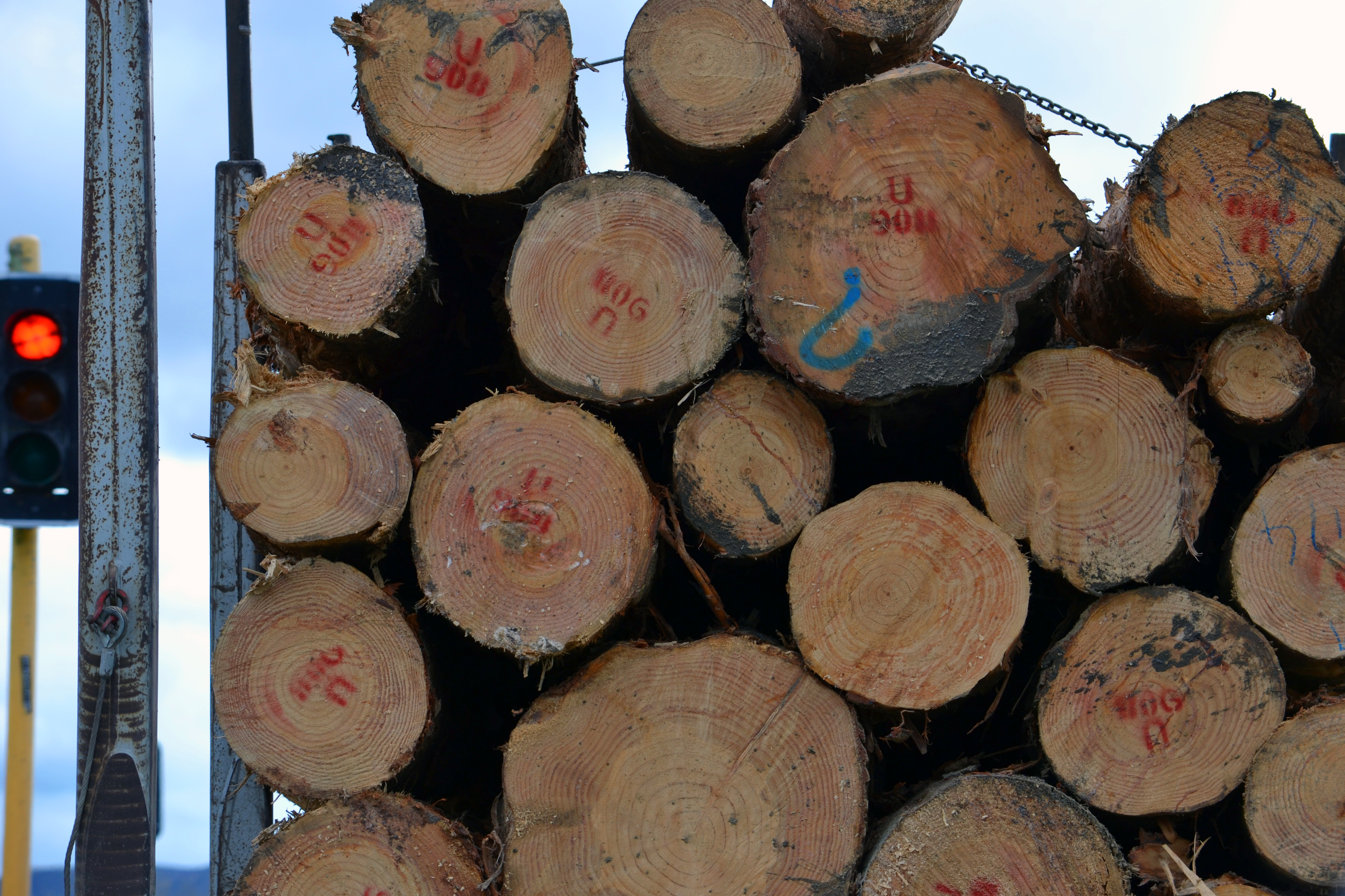 Identifying wood is the first step to fighting deforestation driven by crime. Photo by WRI/Flickr