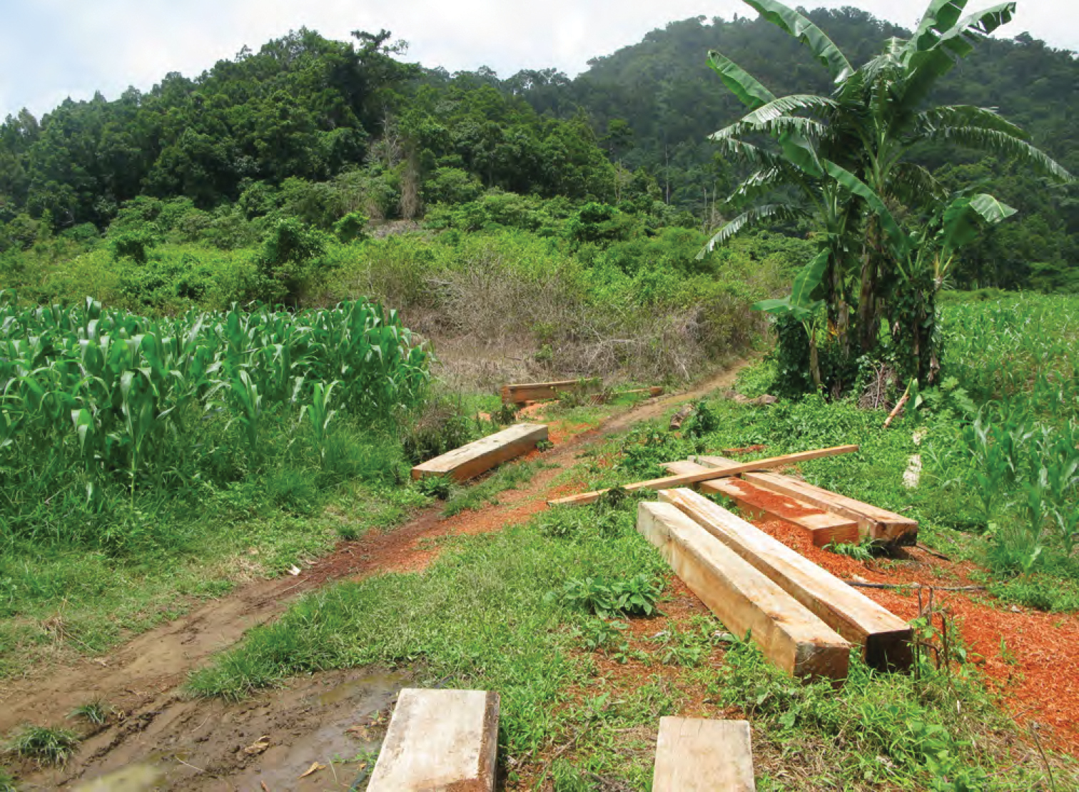 llegal logging in the Philippines. Photo by Brown R, Siler C, Oliveros C, Welton L, Rock A, Swab J, Van Weerd M, van Beijnen J, Rodriguez D, Jose E, Diesmos A/Wikimedia Commons
