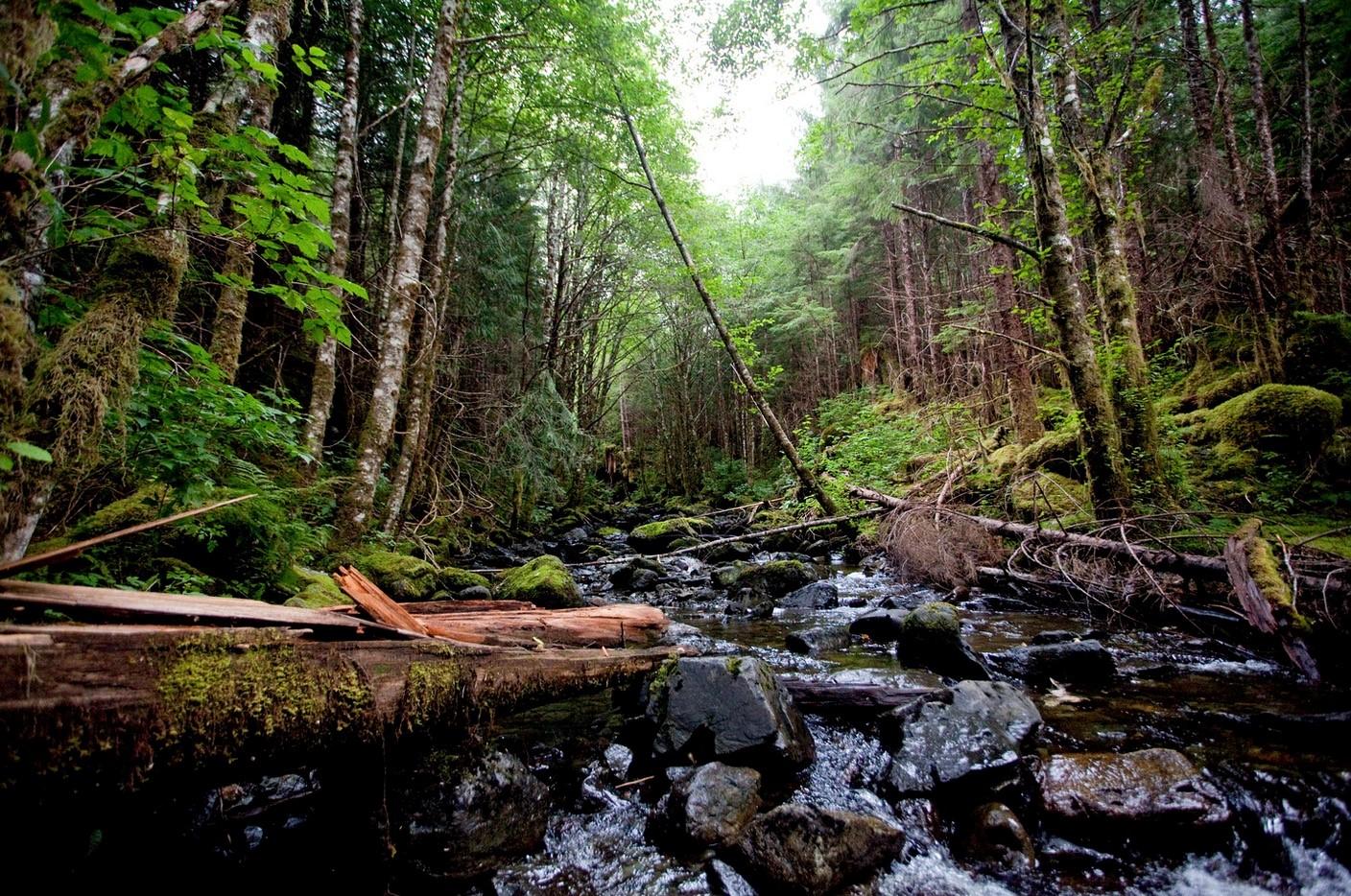 Tongass National Forest, home to Sitka spruce. Photo credit: RA Beattie/Musicians for Forests