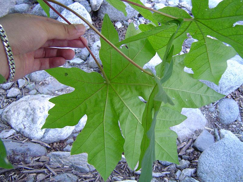 Leaves from a Bigleaf maple. Photo by Geographer at English Wikipedia.