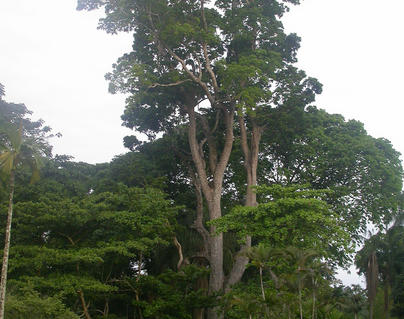 mahogany tree
