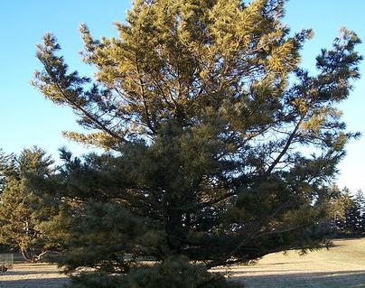 7600 - tall pine trees