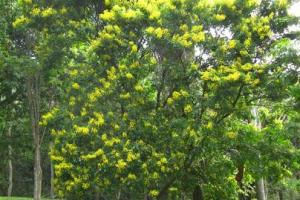 Caesalpinia echinata