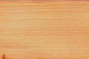 Araucaria araucana timber
