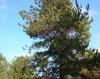 Pinus caribaea