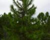 Pinus elliottii